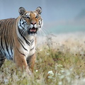 Tiger_01317c.jpg