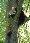 KR 0905c Kleiner Panda