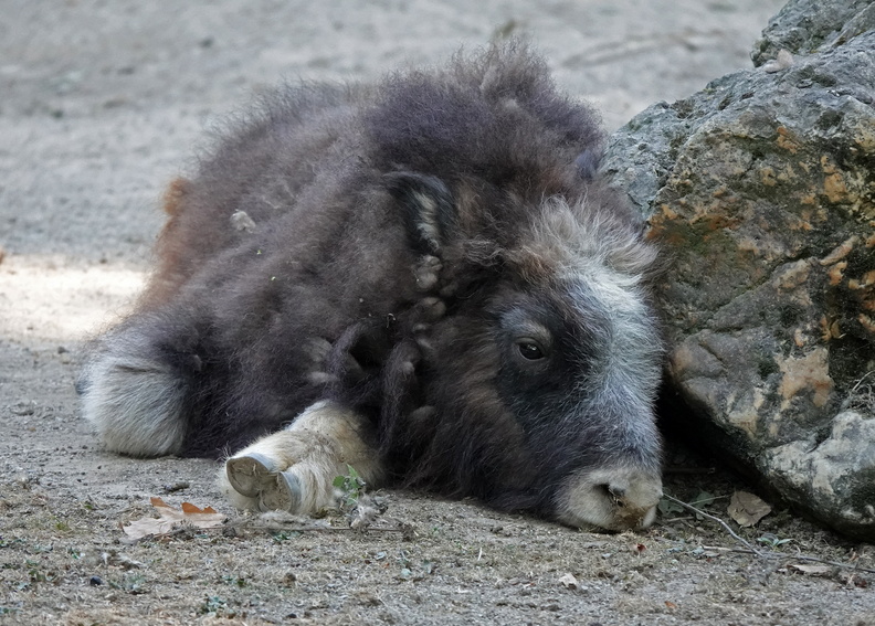 KR_0906c_Moschus.jpg