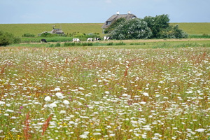 27 01563c Feld