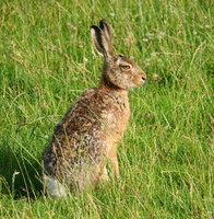 73 00150c Hase