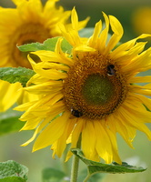 74 01828c Sonnenblumen