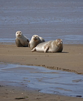 79 08957c Seehunde