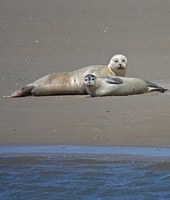 80 09071c Seehunde