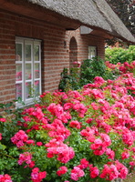 85 00575c Blumen