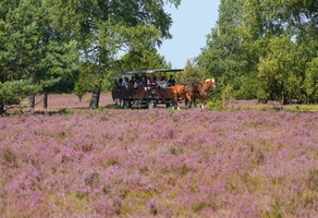 20 3980b Kutsche