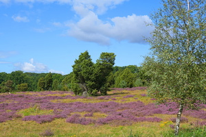 77 6591b Heide
