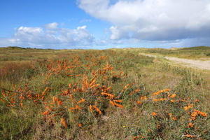 08 2208b Sanddorn