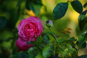 54 3272b Rosengarten