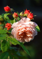 55 3277b Rosengarten