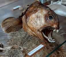 57 3291b Grossschnauze