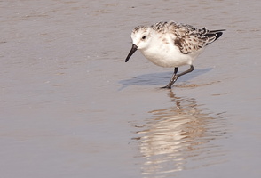 82 4026b Strandlaeufer