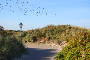 83 3760b Vogelschwarm